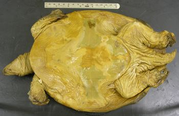 Media type: image; Herpetology R-1623